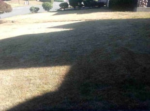Bush Trimming by Barry Hutchinson for MarieJane C. in Renton, WA