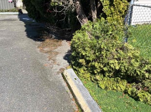 Cleanups by Joseph Fullner for Luan N. in Tacoma, WA