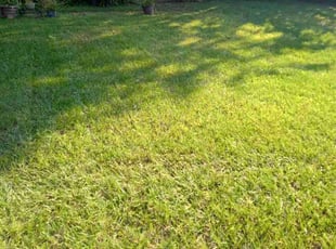 Katrina M.'s Lawn Service service result