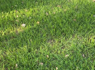Kelly E.'s Lawn Maintenance service result