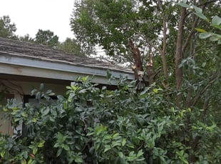 Bush Trimming by Kelvin Williams for Cathi P. in Jacksonville, FL