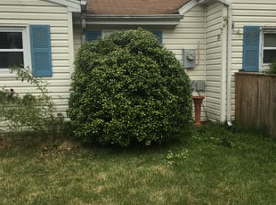 Bush Trimming by Ayinde Hawkins for Sunshine B. in Bowie, MD
