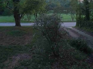 Bush Trimming by Timothy Hill for Joanne M. in Lexington, NC