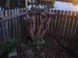 Bush Trimming by Quinn Murphy for Gary W. in Columbia, SC