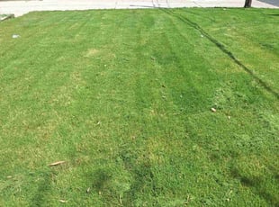 Melissa R.'s Lawn Mowing service result