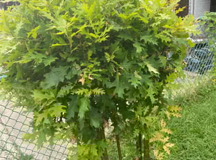 Bush Trimming by Dewayne Hopkins for Walter N. in Baltimore, MD