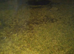 Leaf Removal by Clarence Bryant for Shontonio S. in Houston, TX