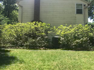 Bush Trimming by Donald Killian for Janetmoyecornick C. in Columbia, MD