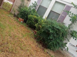 Bush Trimming by Christopher Moreno for Kate T. in San Antonio, TX