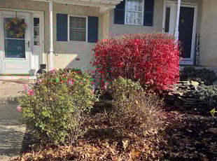 Bush Trimming by Rich Lipman for Kate A. in Mantua Township, NJ