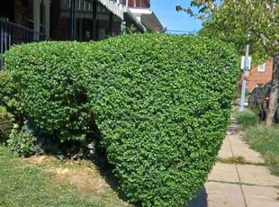 Bush Trimming by Jose Paz for Jimell G. in Washington, DC