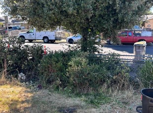 Bush Trimming by Amador Avila Haro for Odette S. in San Jose, CA