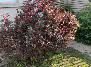 Bush Trimming by Oma Hayes for Moses A. in Chicago, IL