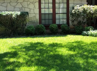 Bush Trimming by Armando Montes for Holly M. in Austin, TX