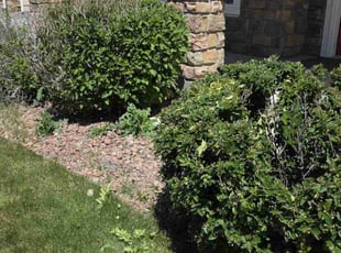 Bush Trimming by Tiffany Higgins for Dion B. in Colorado Springs, CO