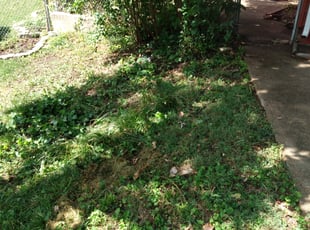 Trey M.'s Cleanups service result