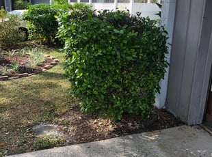 Bush Trimming by Claudel St. Germain for Agnes S. in Tampa, FL