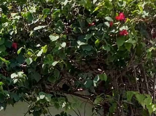 Bush Trimming by Roberto Hernandez for KASATEC L. in Delray Beach, FL