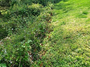 Bush Trimming by Angel P. for Rosa l. in Arlington, VA