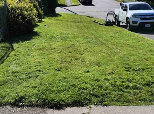 Michael P.'s Lawn Mowing service result
