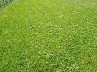 Thomas B.'s Lawn Mowing service result
