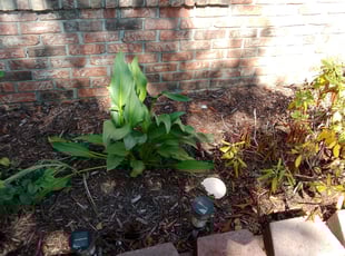 Weeding by Chenita Perry for Jessica M. in Indianapolis, IN