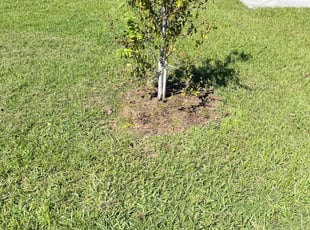 Weeding by Joseph Williams for Scott J. in Lakeland, FL
