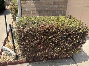 Bush Trimming by Christopher Oropeza for Abby L. in Longwood, FL