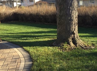 Leaf Removal by Phillip Kukla for Boris B. in Des Plaines, IL