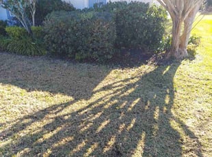 Bush Trimming by Joe Rizzo for Katherine H. in Spring Hill, FL