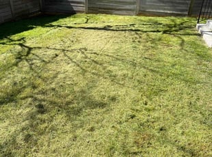 Trina E.'s Lawn Service service result
