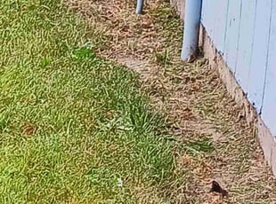 Stewart S.'s Flower Bed Weeding service result