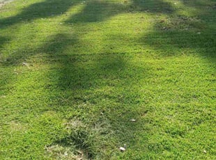 James S.'s Leaf Removal service result
