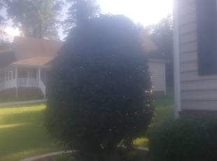 Bush Trimming by Shannon Blankenship-Rucker for Jamie J. in Chester, VA