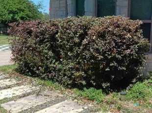 Bush Trimming by Rene Gabriel Ramirez for Sagar b. in Cedar Park, TX