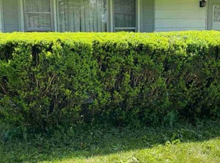 Bush Trimming by Aaron Spradlin for Lavonya R. in Dayton, OH