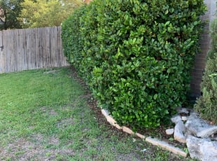 Bush Trimming by Chris Tyler for Brandon H. in San Antonio, TX