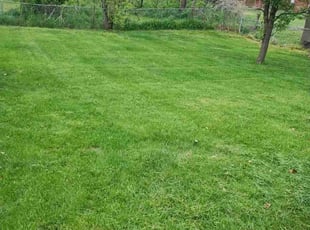 Dora N.'s Lawn Mowing service result