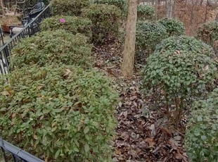 Hyun Chu C.'s Bush Trimming service result