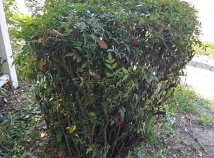 Bush Trimming by Terrill Williams for Christopher J. in Hampton, VA
