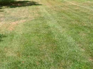 susan s.'s Lawn Care service result