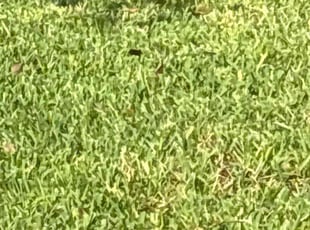 Jen A.'s Lawn Maintenance service result