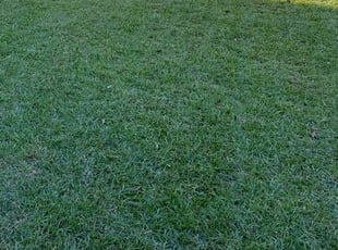 Wadell D.'s Lawn Care service result