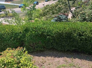 Bush Trimming by thomas abell for Whitney J. in Cincinnati, OH