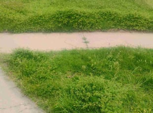 Carrie B.'s Yard Cutting service result