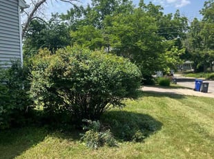 Bush Trimming by Ismael Lozano for Kristen D. in Saint Paul, MN