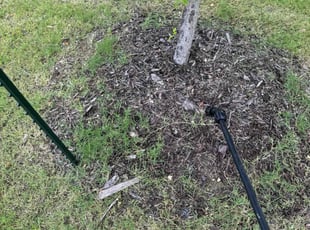 Theodomire S.'s Flower Bed Weeding service result