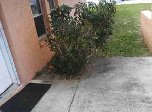 Bush Trimming by Ruth DeLeon for Craig B. in Port St. Lucie, FL