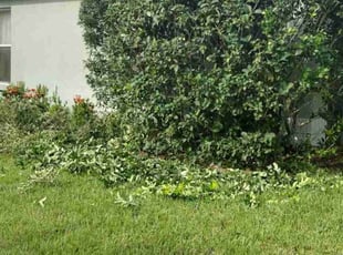 Bush Trimming by Chester Butler for Cecilia L. in Tampa, FL