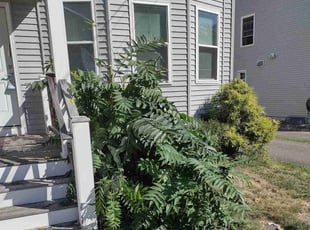 Bush Trimming by Matthew Spinelli for Luis P. in Ansonia, CT